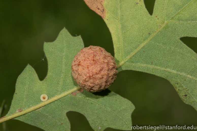 oak gall